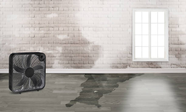 Best Flood damage cleanup  in Whitney, TX